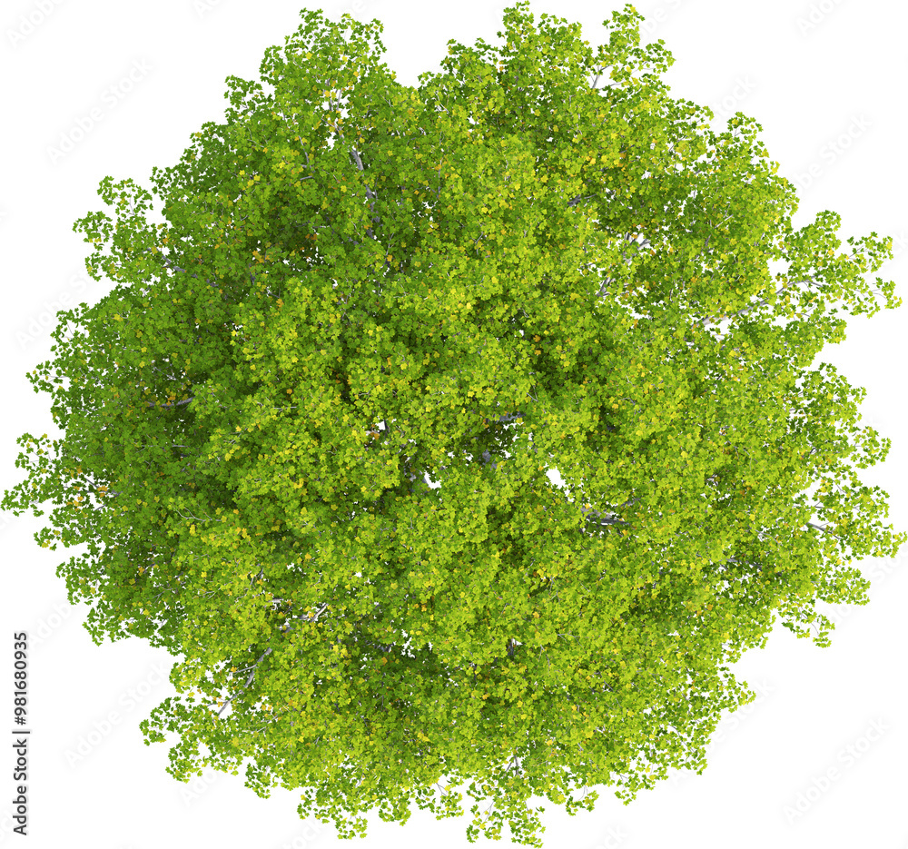 Obraz premium Top view of Acer Campestre - Field Maple