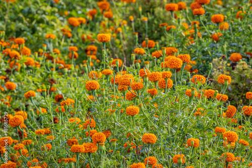 Marigolds in a field in Rajasthan.