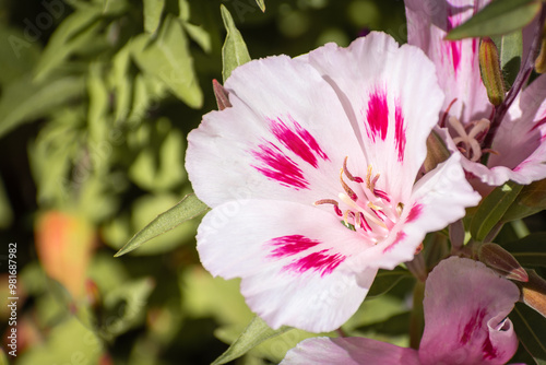 Close up of Clarkia amoena (Farewell To Spring) wildflower, California photo