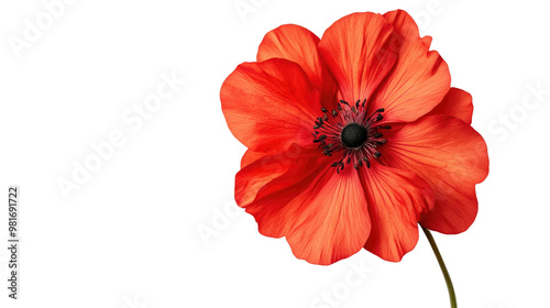 flower on a white transparent background
