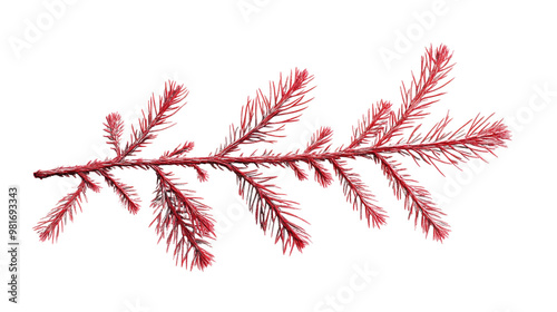 Pine twig on a white transparent background