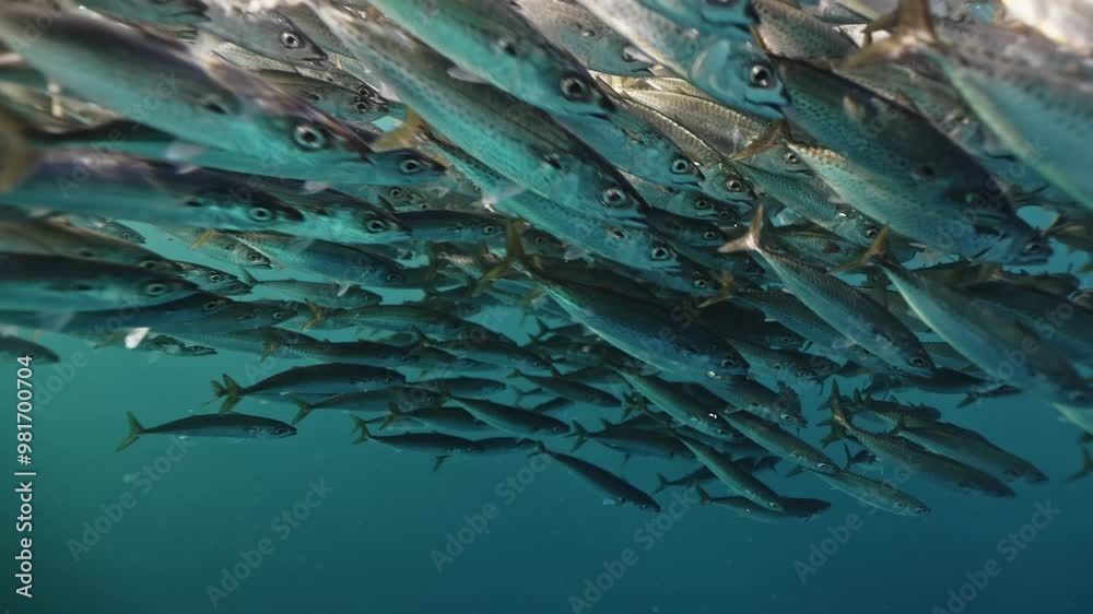 A lively pod of common dolphins and sharks gliding through open ocean waters during the annual Sardine Run off coast of Port St. Johns, Eastern Cape, South Africa. Underwater world, wild life nature