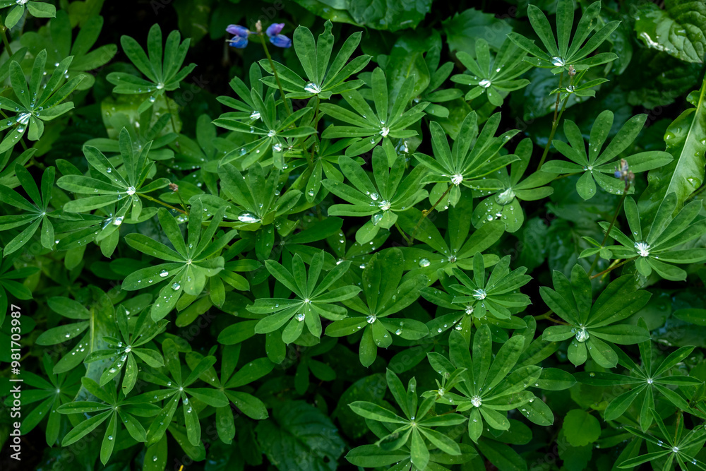 Water Drops Settle into the Center of Leaves on Lupine Plants Water Drops Settle into the Center of Leaves on Lupine Plants