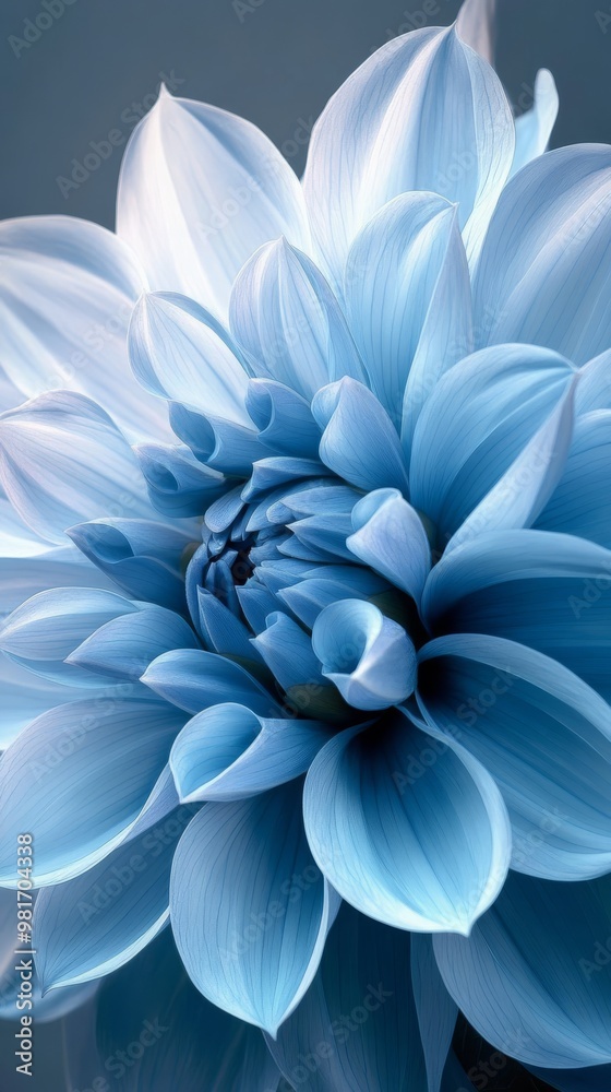 Close-up of a blue dahlia flower Close-up of a blue dahlia flower