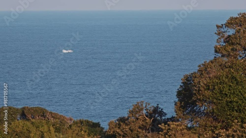 Humpback whale jump far away from shore, breaches near East London South Africa. Shot in Hawaiian Islands Humpback Whale National Marine Sanctuary. Humpback whale jumps out of the water Slow motion photo