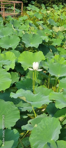 green water lily