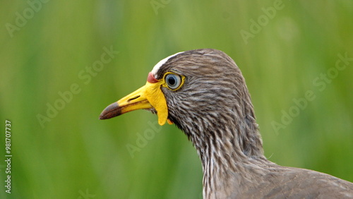 Close up of an African wattled lapwing (Vanellus senegallus) at Reitvlei Nature Reserve in Pretoria, South Africa photo