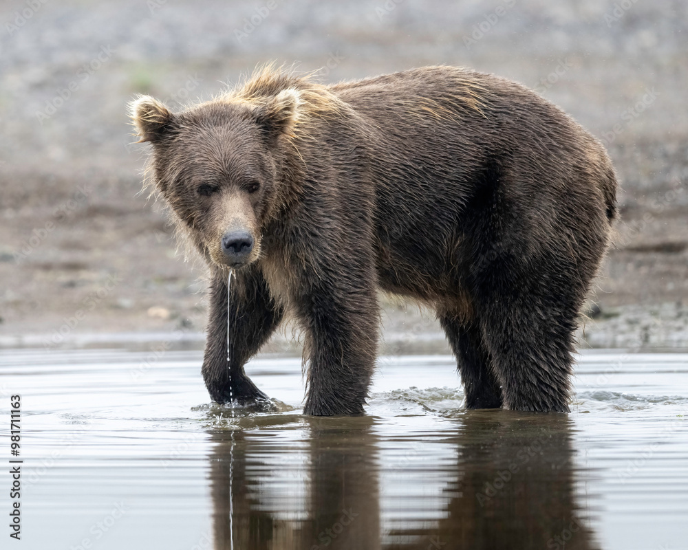 Alaska Brown Bear (Ursus arctos), Lake Clark National Park Alaska Brown Bear (Ursus arctos), Lake Clark National Park