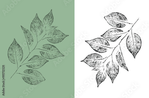 Decorative leaf prints or leaf art. Monotone light green and gray botanical leaf illustrations print.
