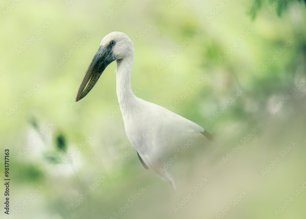 Graceful Asian openbill stork (Anastomus oscitans) in lush wetland habitat – wildlife closeup Graceful Asian openbill stork (Anastomus oscitans) in lush wetland habitat – wildlife closeup