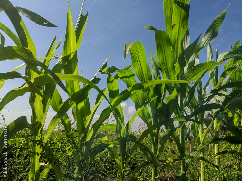 Obraz premium A field of young corn plants with vibrant green leaves, growing tall and healthy in the sunlight. The plants are surrounded by lush greenery and a clear blue sky.