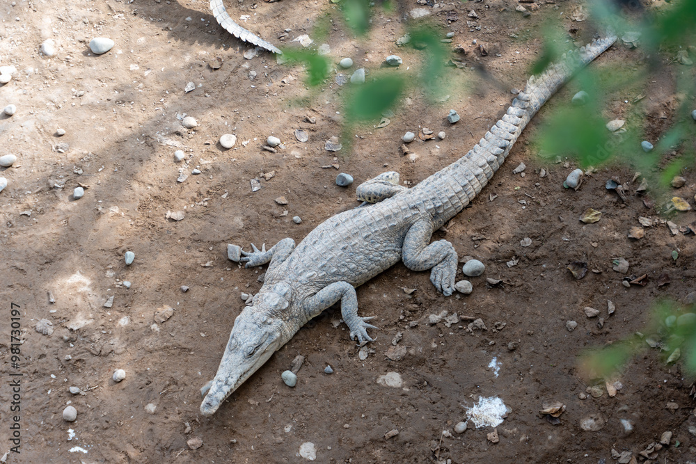 Fototapeta premium alligator in the water Zoo Tumbes Perú
