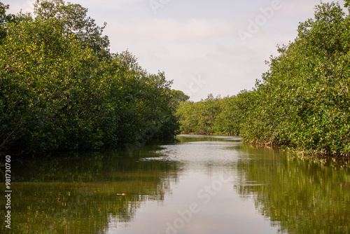 lake in the park Manglares Tumbes  Perú