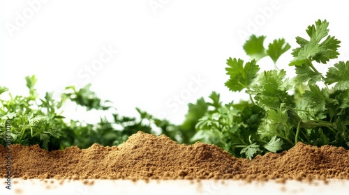 Fresh cilantro plants growing in soil with a white background. Ideal for themes of gardening, herbs, and organic farming. photo