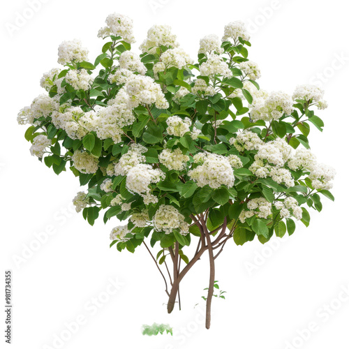 A white hydrangea bush in full bloom, with its delicate flowers clustered together in large, showy panicles. The plant is surrounded by lush green leaves and brown stems.