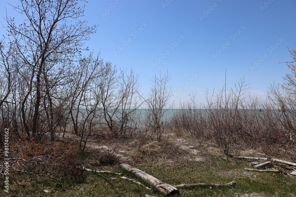 brush and bushes on sandy lake shore