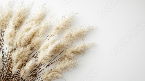 Natural Pampas Grass Decor on White Canvas