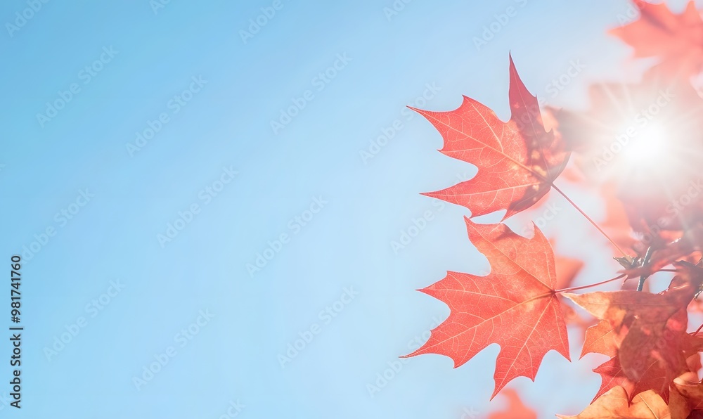 Vibrant red maple leaves under the autumn sun against a clear blue sky, Generative AI Vibrant red maple leaves under the autumn sun against a clear blue sky, Generative AI