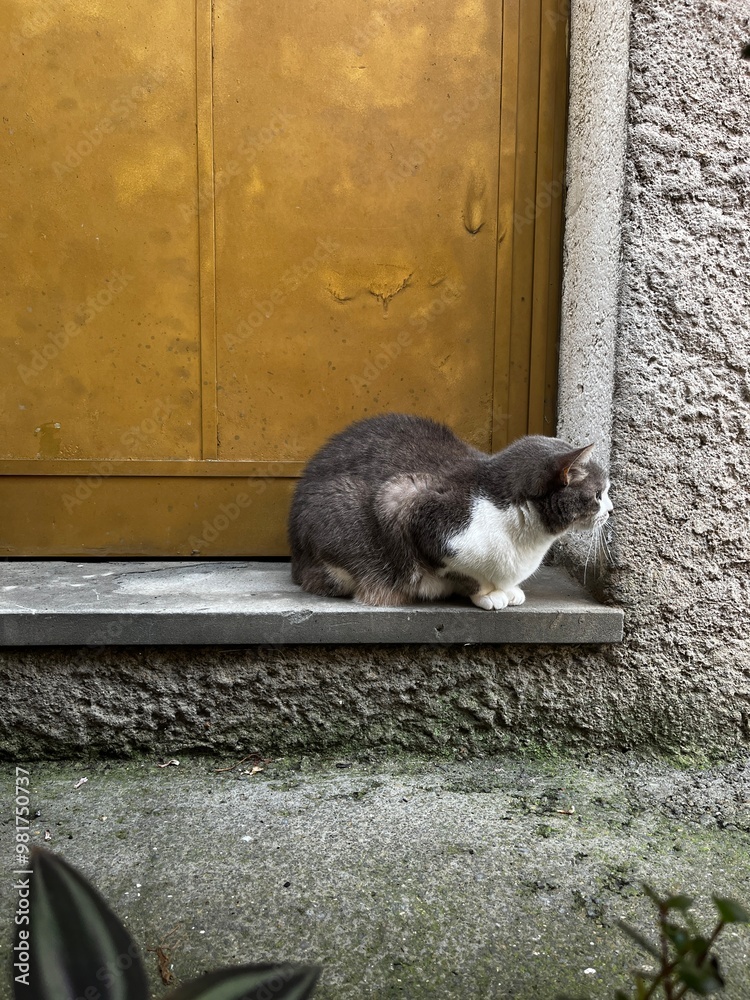 Obraz premium A cat sitting on a stoop and looking away