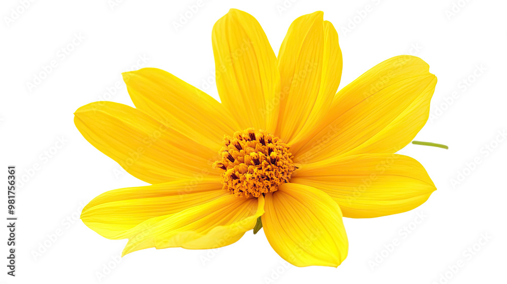 Obraz premium flower on a white transparent background