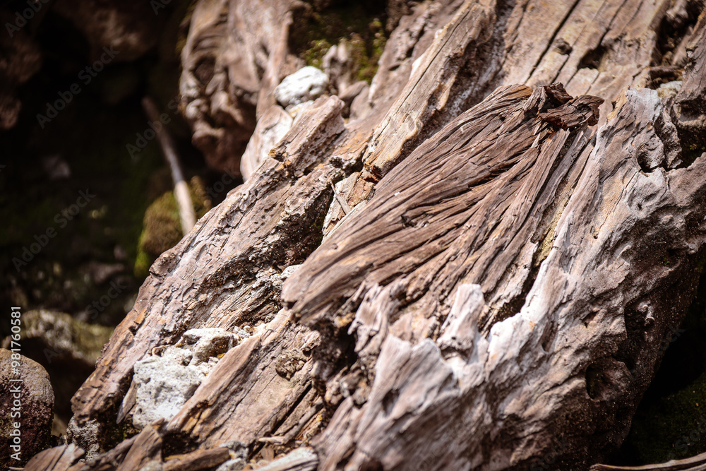 Detailed shot of aged, weathered wood with visible cracks and textures. The natural decay creates a rustic, organic pattern perfect for background or texture use