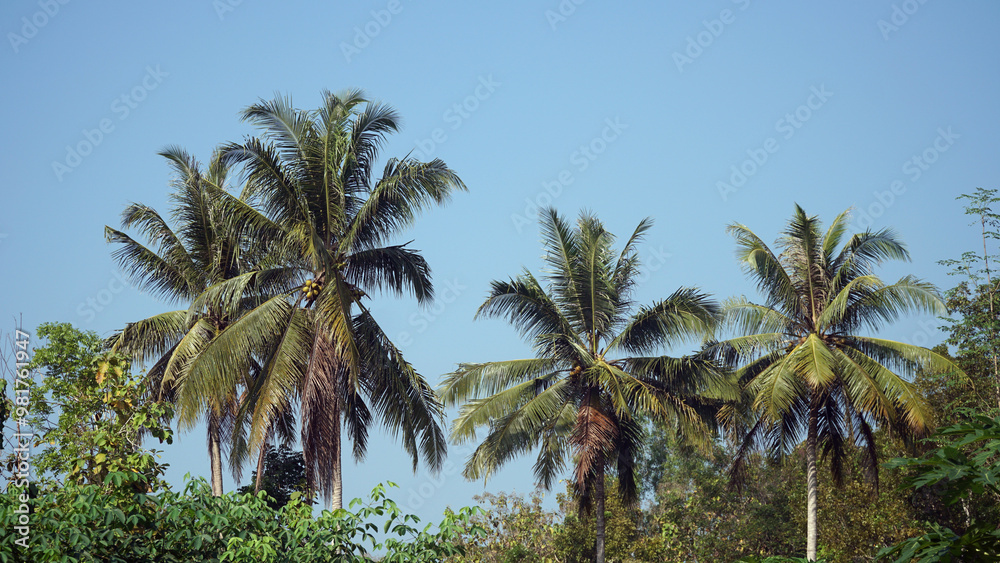 Coconut tree leaves during the day. Blue sky background Coconut tree leaves during the day. Blue sky background