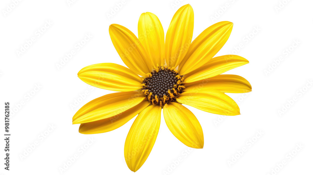 Obraz premium flower on a white transparent background