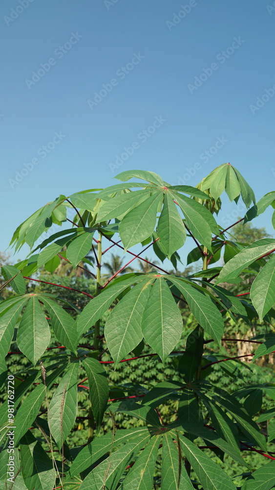 Green cassava leaves exposed to sunlight Green cassava leaves exposed to sunlight