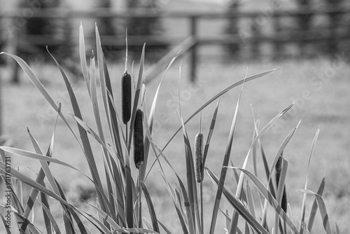 Black and white photograph of Cattails and leaf blades on a ranch perennial flowering plant