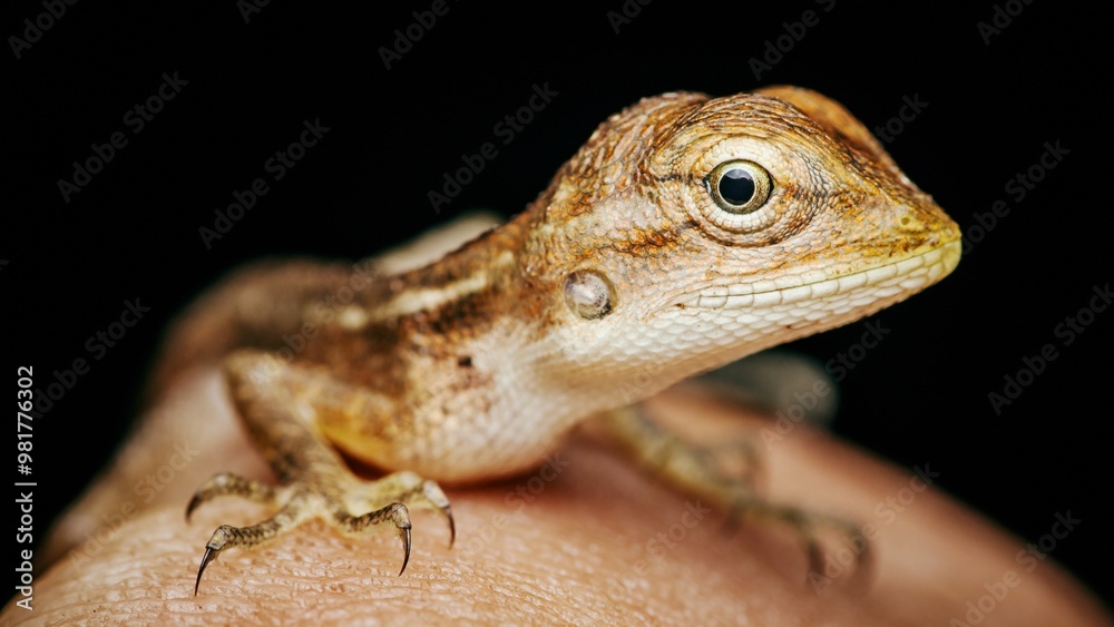 Fototapeta premium Curious lizard posing on a biologist hand.