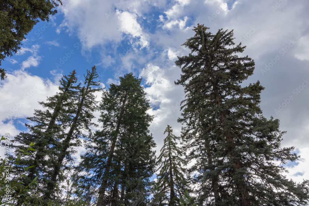 Photograph of tall pine trees against bright blue sky and white fluffy clouds Photograph of tall pine trees against bright blue sky and white fluffy clouds