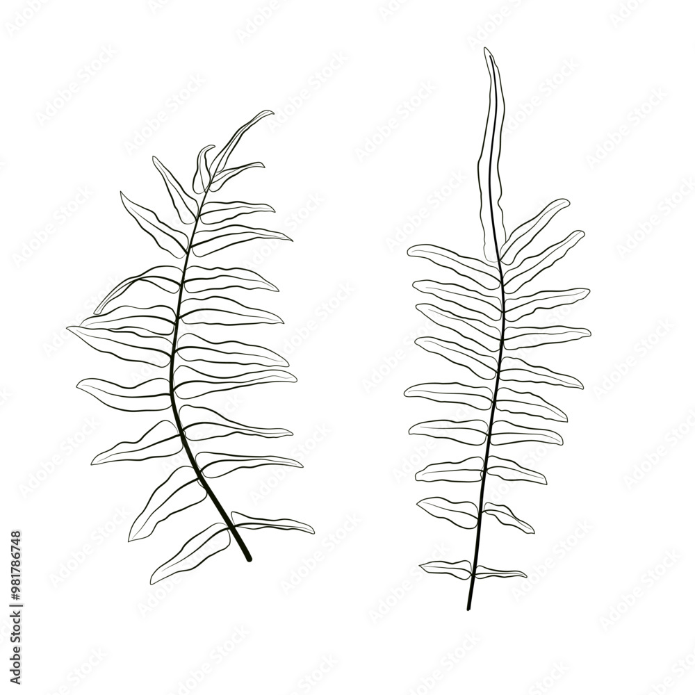Fototapeta premium line art of leaves