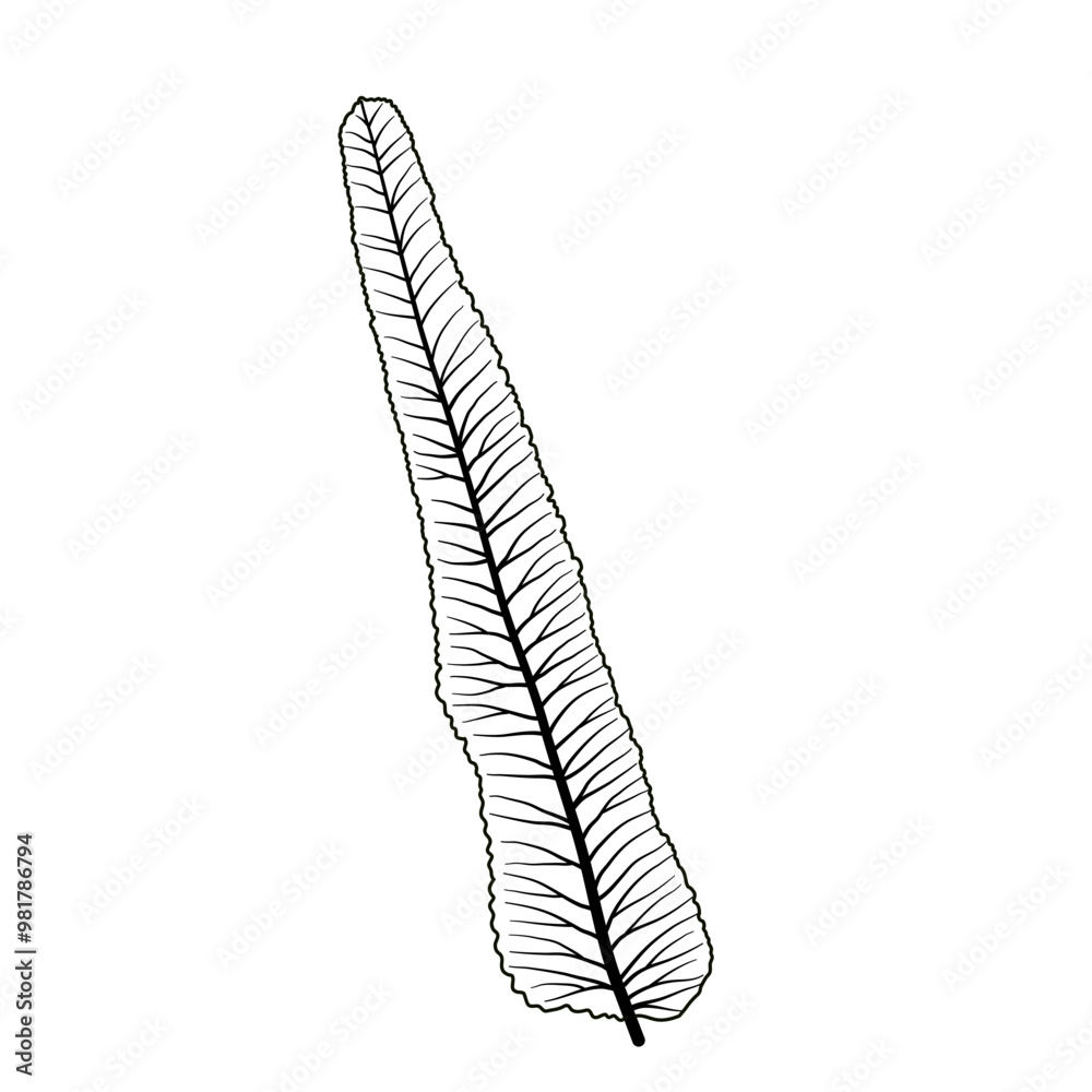 leaf bones, pattern of leaves vein leaf bones, pattern of leaves vein