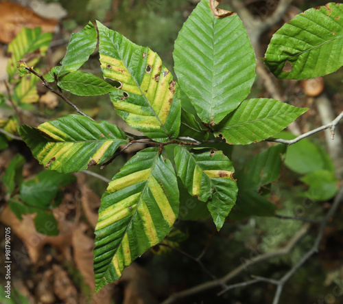 Looking down on leaves of an American Beech tree (Fagus grandifolia), suffering from Beech leaf disease. Leaves on the left show the characteristic yellow stripes of the disease.
