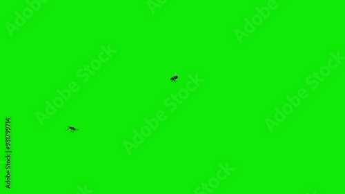 2 Black House Flies - Two Bugs Flying Around Screen Loop MS - Green Screen - Realistic 3D animation with isolated on chroma key background