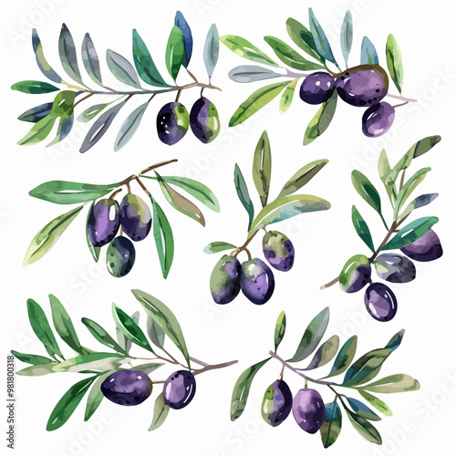 Watercolor green and purple olive branch set. Hand-painted floral illustration with olive fruit and tree branches with leaves isolated on a white background.vector olive,Watercolor set of olive branch