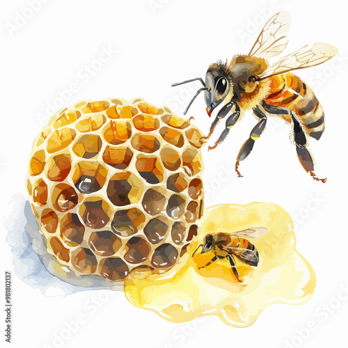 Watercolor bee honeycomb honey .vector bee illustration in watercolor style, honey hive, isolated on white background, illustration of honey bee and honeycomb, yellow and black bee