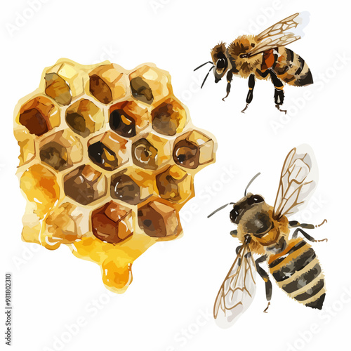 Watercolor bee honeycomb honey .vector bee illustration in watercolor style, honey hive, isolated on white background, illustration of honey bee and honeycomb, yellow and black bee