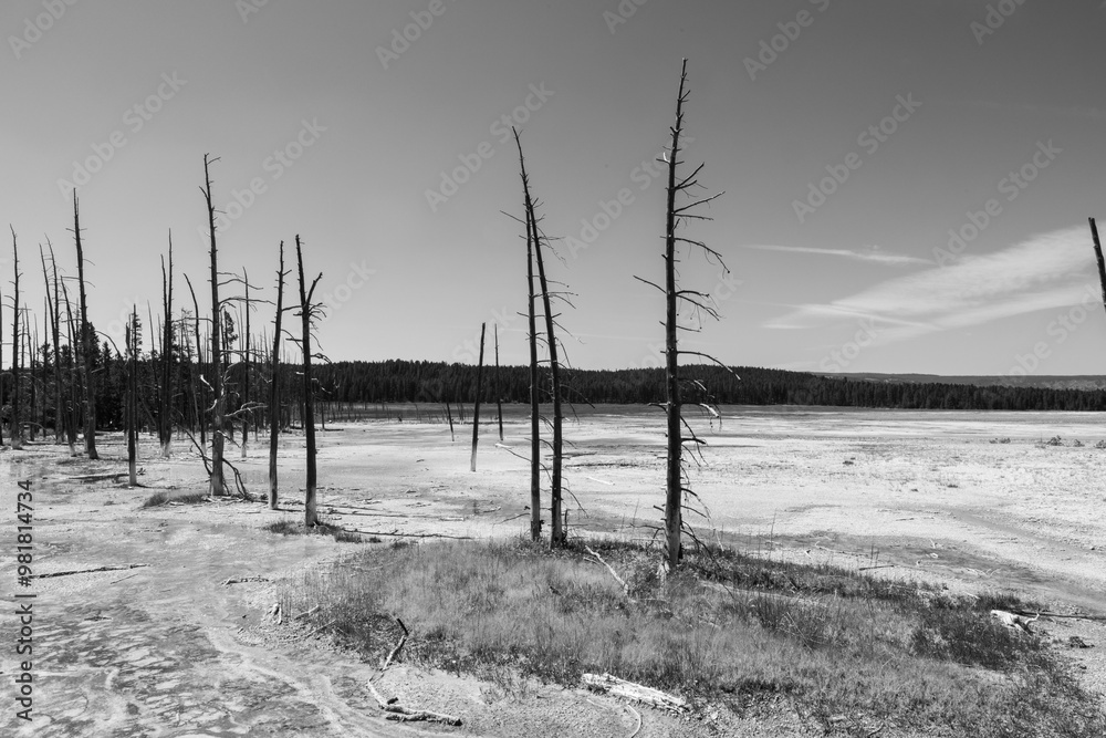 Blank and white photo of petrified trees along side fountain paint pot trail at Yellowstone National Park. Blank and white photo of petrified trees along side fountain paint pot trail at Yellowstone National Park.
