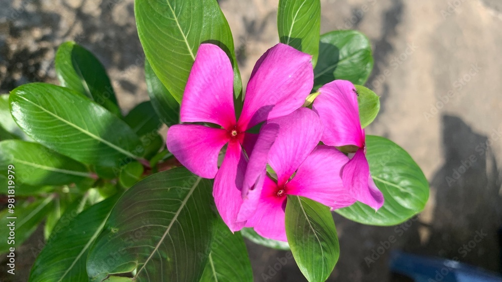 Blooming purple Madagascar Periwinkle. Apart of home decoration, it is also used in traditional medicine such as relieving muscle pain, bee stings and healing wounds. Blooming purple Madagascar Periwinkle. Apart of home decoration, it is also used in traditional medicine such as relieving muscle pain, bee stings and healing wounds.