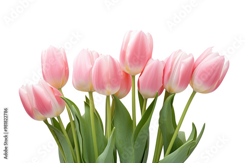 A close-up view of fresh pink tulips in full bloom showcasing their delicate petals and vibrant colors isolated on white background