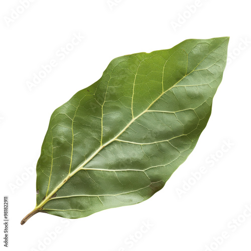 A single, large, green leaf with prominent veins, isolated on a black background.