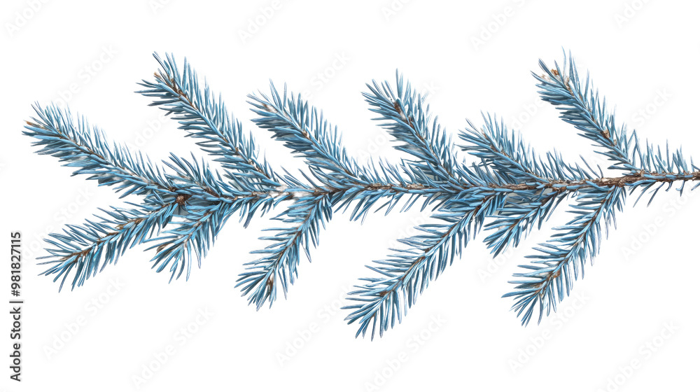 Pine twig on a white transparent background Pine twig on a white transparent background