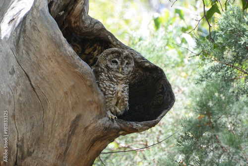 Mexican Spotted Owl (Strix occidentalis lucida) perches in a tree cavity in Arizona's Huachuca Mountains. The spotted owl is a rare, threatened owl of western forests in North America.