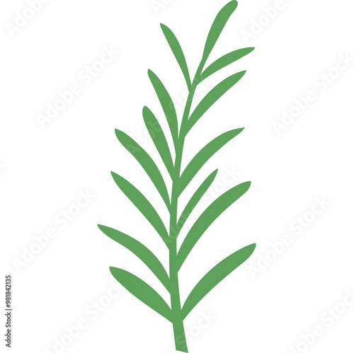 Rosemary Plant