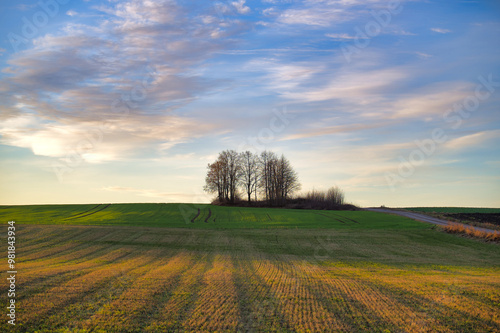Fototapeta Naklejka Na Ścianę i Meble -  Scenic landscape of a tranquil field with trees under a vibrant blue sky and soft clouds