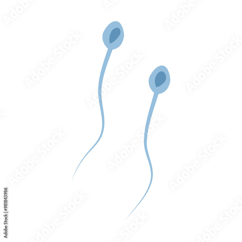 Spermatozoa