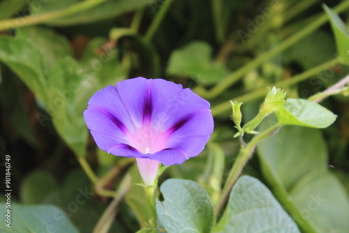 Ipomoea purpurea or Morning Glory purple flowers