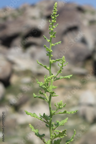 Dysphania botrys, sticky goosefoot or feathered geranium photo