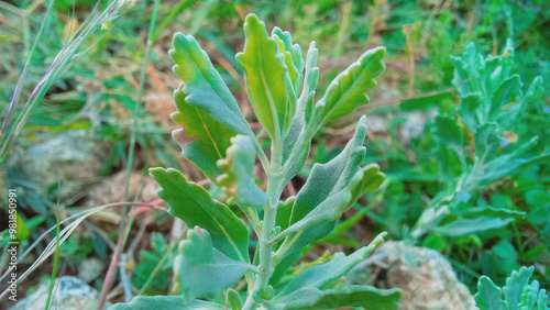 Ajuga Decumbens or Lallemantia royleana  photo